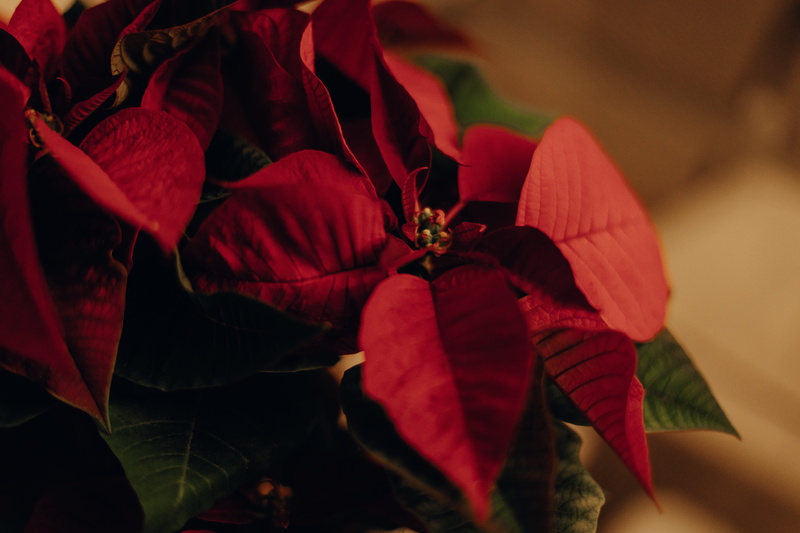 mistletoe, flower, nature, flowering plant, selective, colors, focus, no people, 5K, blurred background, growth, flower head, blossom, red, fragility