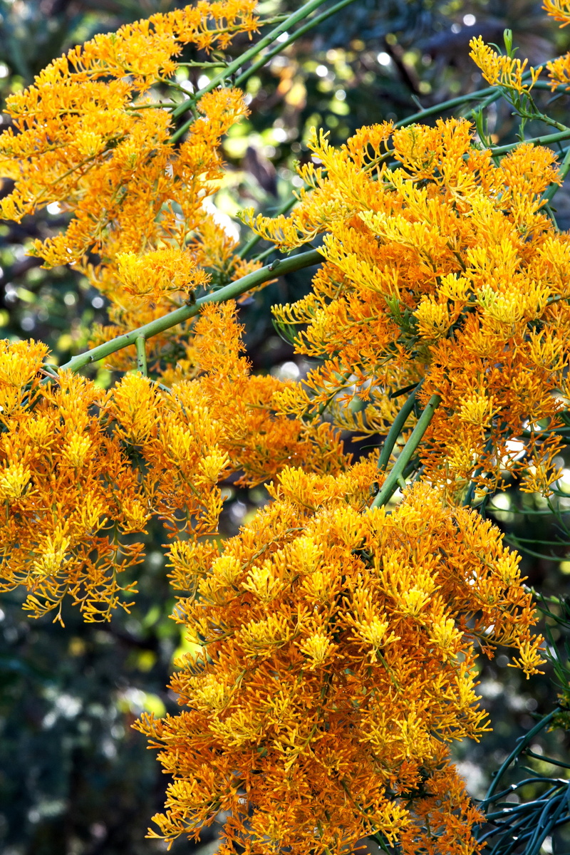 botany, gold, attractive, bush, lichen, flowering plant, flora, day, natural condition, focus on foreground, botanical, december, fragility, nectar, plant