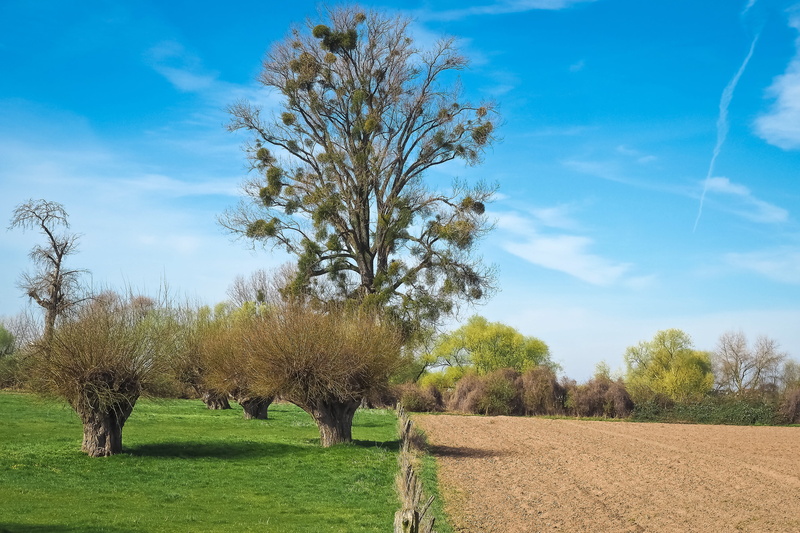 tree, bare branches, idyllic, season, rural Scene, summer, environment, silent, sky, scenics - nature, 4K, lighting, relax, idyll, mistletoe, beauty In Nature