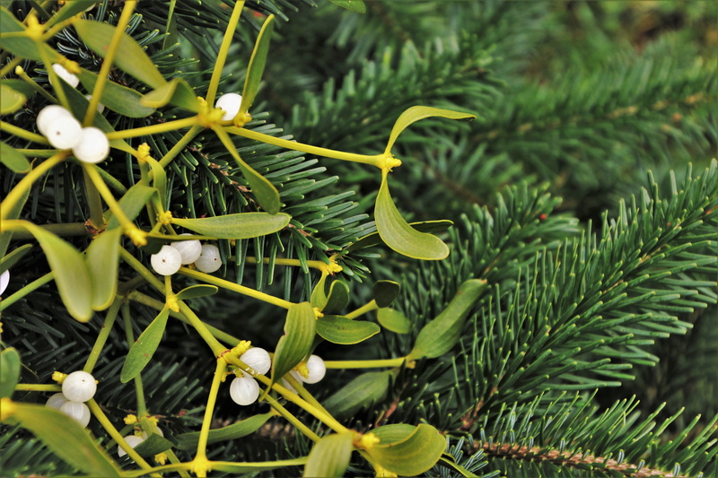 nature, jagoda, close-up, season, decoration, tree, growth, plant part, botany, outdoors, freshness, christmas tree, no people, natural, coniferous tree