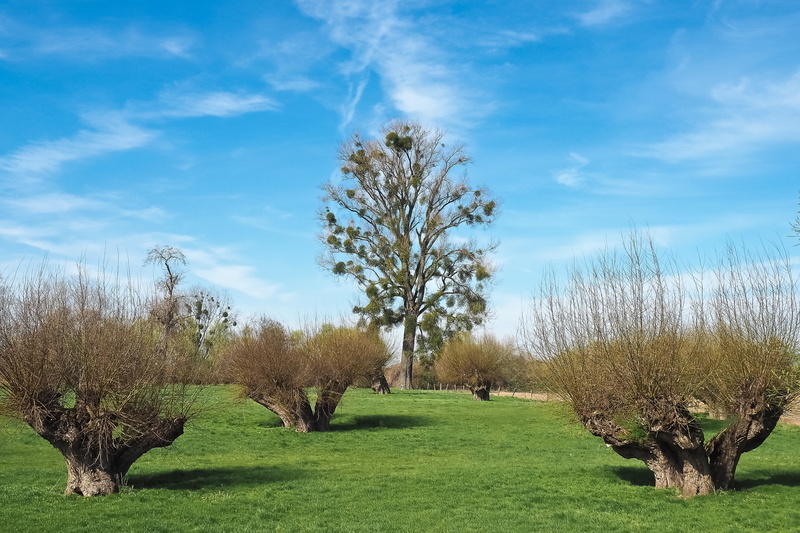 cloud - sky, day, light, scenic, atmospheric, landscape, green color, tranquil scene, blue sky, rest, graze, rural, sunny, bare branches, scenics - nature