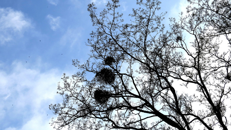 no people, tree, low angle view, cloud - sky, tranquil scene, growth, tranquility, 4K, beauty in nature, plant, branches, day, cherry blossom, foliage
