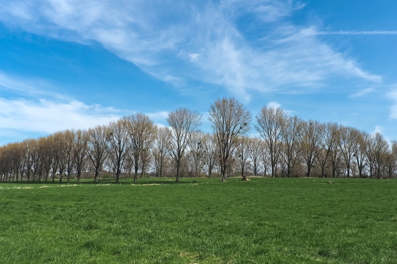 4K, relax, tree, spring meadow, field, scenic, sunbeam, spring, hiking, nature, bare tree, mistletoe, non-urban scene, clouds, no people, tranquility