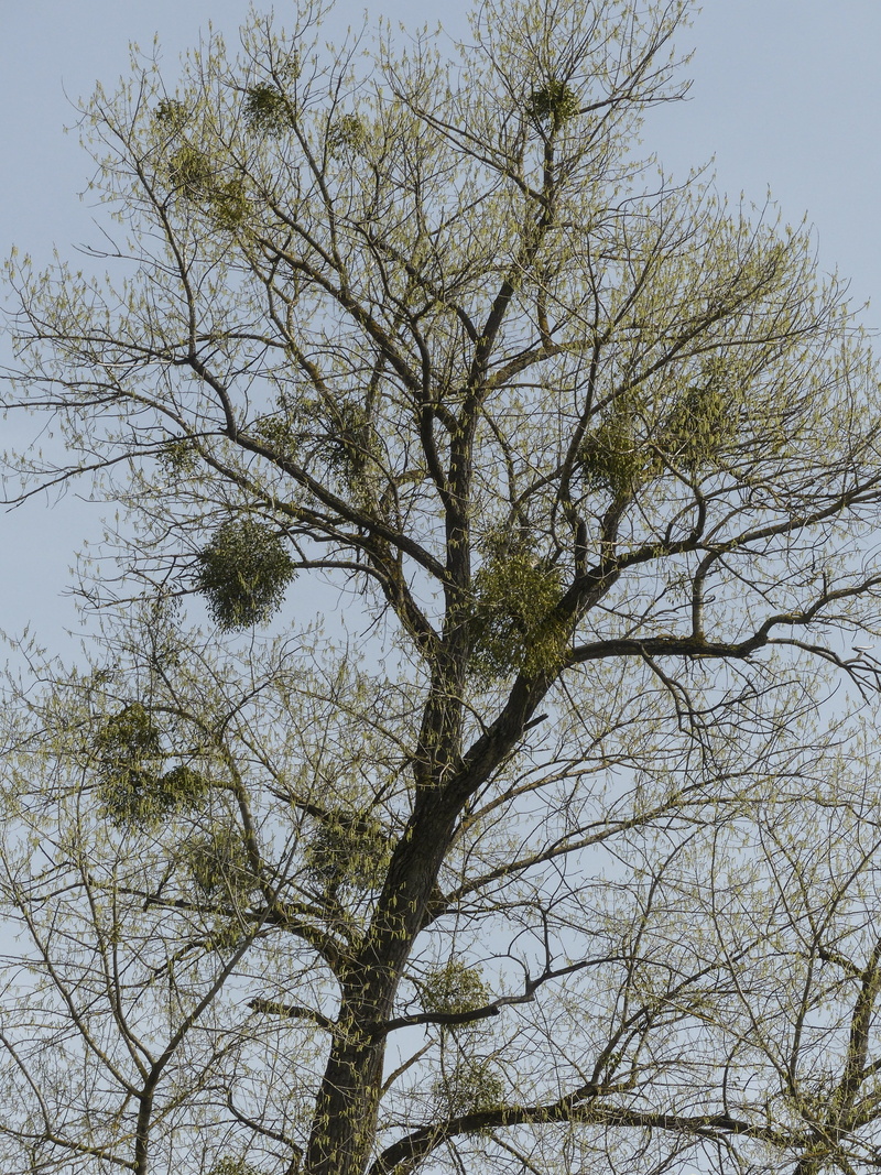 clear sky, non-urban scene, low angle view, scenics - nature, branches, growths, mistletoe, no people, plant, attachments, backgrounds, day, branch, tranquil scene