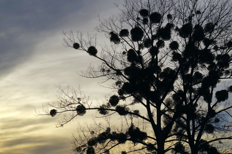 sunset, branch, cloud - sky, nature, no people, colorful, low angle view, sky, silhouette, 5K, tranquility, tree, fragility, mistletoe, plant, flower