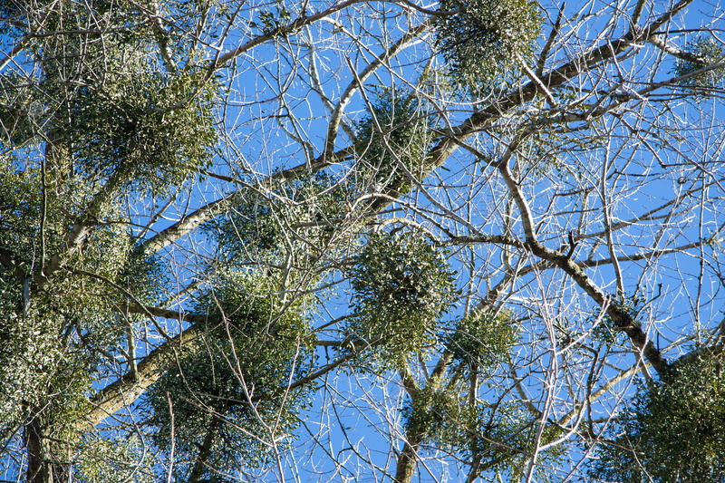 low angle view, tree mistletoe, land, no people, green, plant, growth, blue, day, backgrounds, green color, beauty in nature, full frame, tranquility, nature