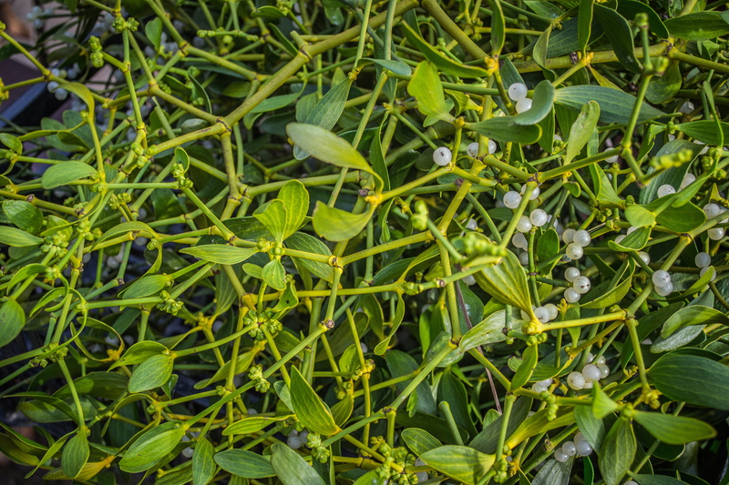 plant, medical, no people, backgrounds, green, nature, leaf, green color, freshness, decoration, 4K, field, outdoors, berry, plants, mistletoe, growth