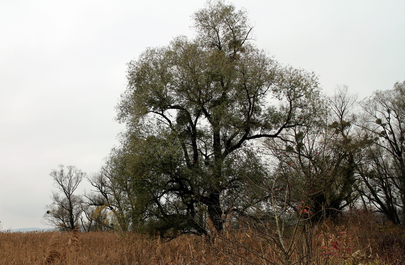 scenics - nature, landscape, no people, grass, sky, non-urban scene, trees, growth, day, forest, rural scene, beauty in nature, Nature, Mistletoe, 4K