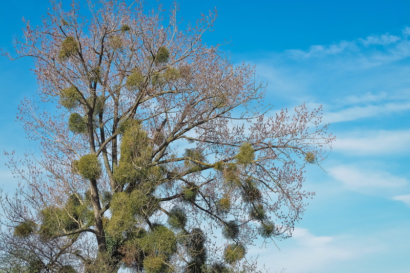 idyll, atmospheric, grass, spring, lighting, bare branches, green, 4K, sunny, no people, scenics - nature, relax, day, spring meadow, bare tree, sunlight