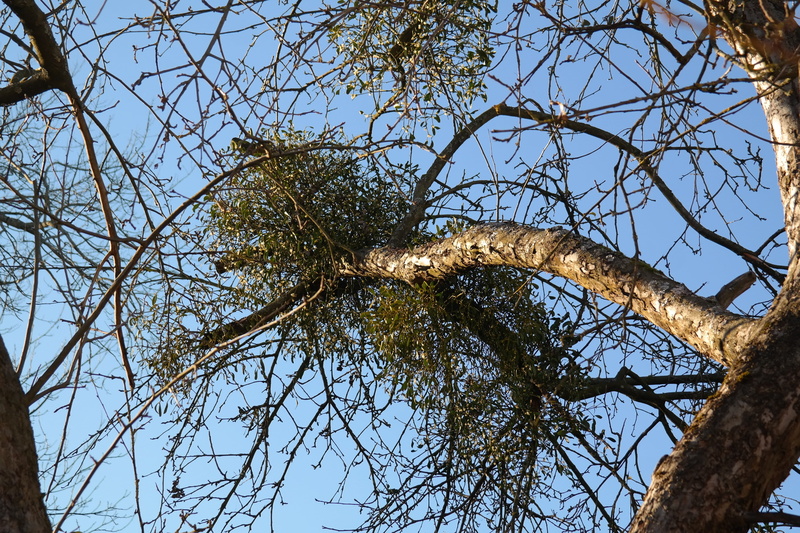 tree Trunk, low angle view, tree canopy, season, day, beauty in nature, scenics - nature, 5K, tranquility, blue, Tree, apple tree, outdoors, bark, Mistletoe