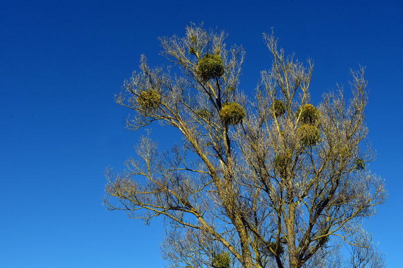 no people, mistletoe, sunlight, green, outdoors, freshness, day, nature, beauty in nature, tree, winter, landscape, tranquil scene, spring, blue, kahl