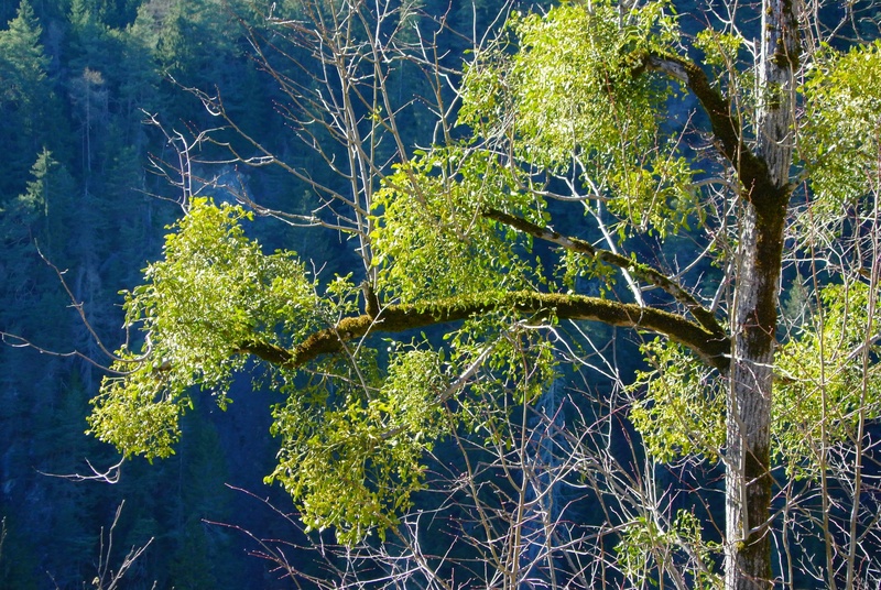 no people, mistletoe, spring, plant, tranquil scene, outdoors, low angle view, trunk, land, day, tree trunk, green color, forest, tranquility, tree, blue