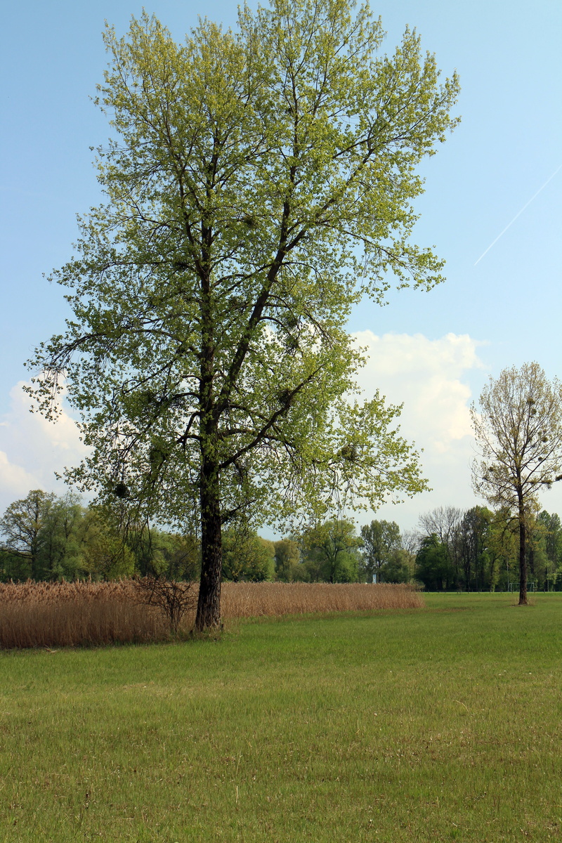 no people, mistletoe, field, outdoors, tree, nature, grass, non-urban scene, beauty in nature, leaves, day, tranquility, sky, landscape, scenics - nature