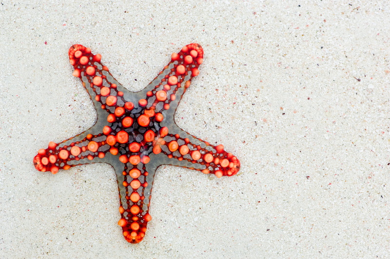 white, beauty in nature, lake, Fish on, safari, Star Fish, beach, fish, orange, star, animal wildlife, one animal, sand, summer, landscape, day, swim, copy Space