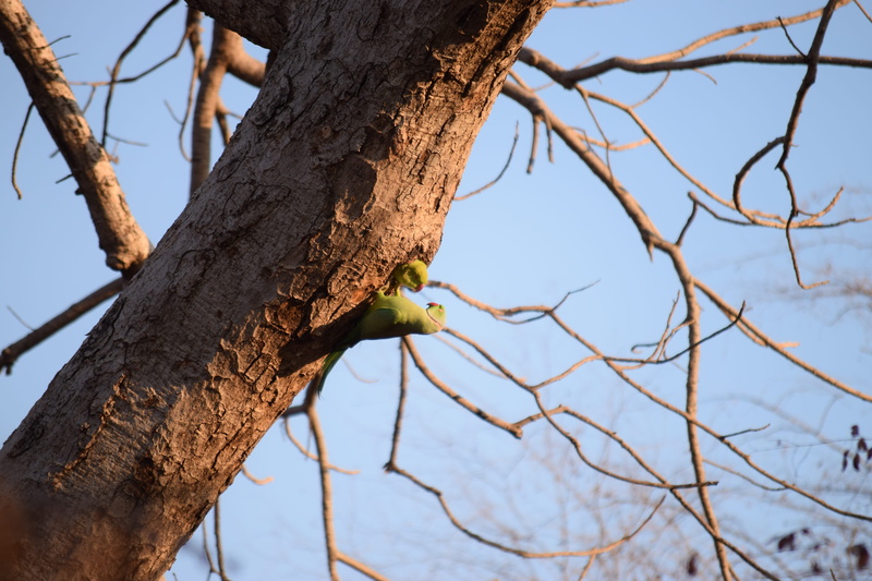no people, jungle, 5K, day, baby parrot, plant, nature, trunk, animal wildlife, parrot, vertebrate, clear sky, sawai madhopur, animals in the wild, bare tree