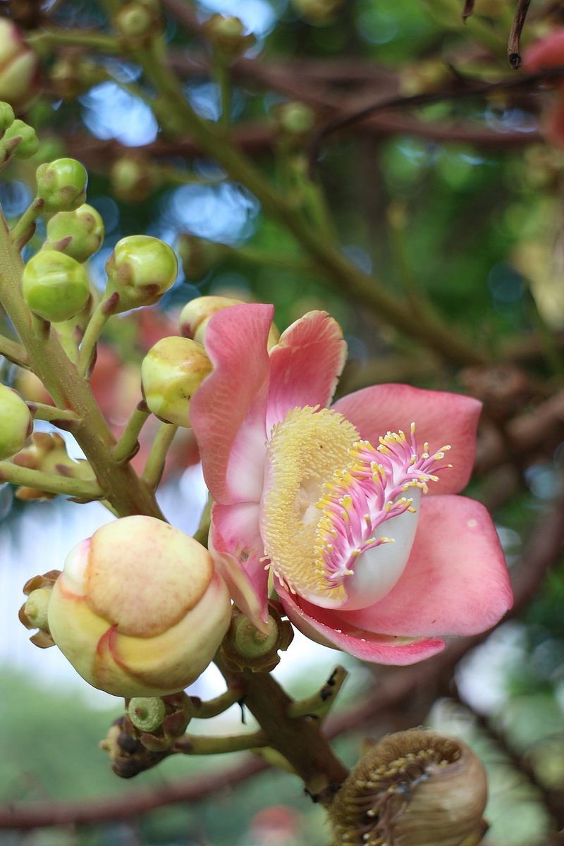 Bokeh, growth, botany, asia, Cannonball Tree, bud, flowering plant, floras, fragility, nature, focus on foreground, forest, 1080P, freshness, gardens