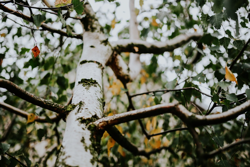 plant, closeup, food and drink, freshness, fruit, forest, season, tree, branch, growth, low angle view, flower, twig, flora, focus on foreground, day, trunk