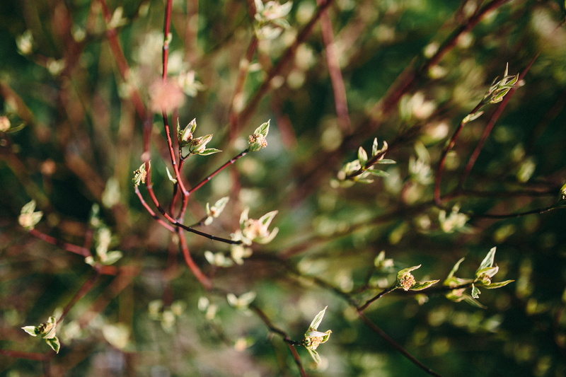 green Color, view, close-up, flowers, season, freshness, selective focus, day, no people, focus on foreground, flower, leaf, forest, tranquility, twig
