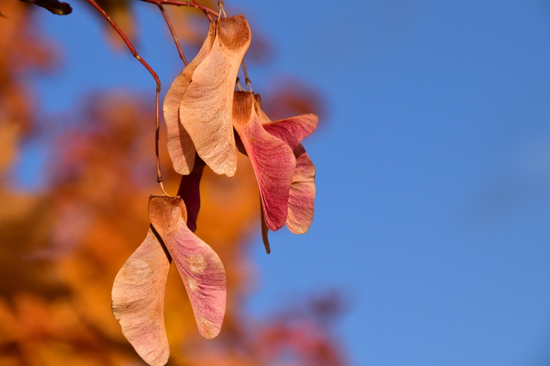 springtime, vulnerability, yellow, orange color, season, close-up, maple, close, seeds, maple fruit, leaf, tree, copy space, plant part, fragility, golden