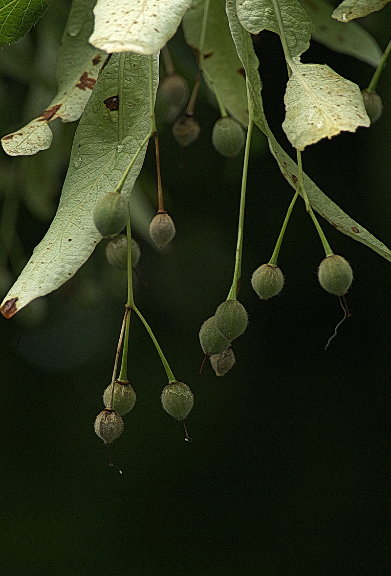 botany, pegasus, nature, hanging, leaves, 2K, plant part, close-up, tilia, vulnerability, outdoors, tree, focus on foreground, beauty in nature, day, growth