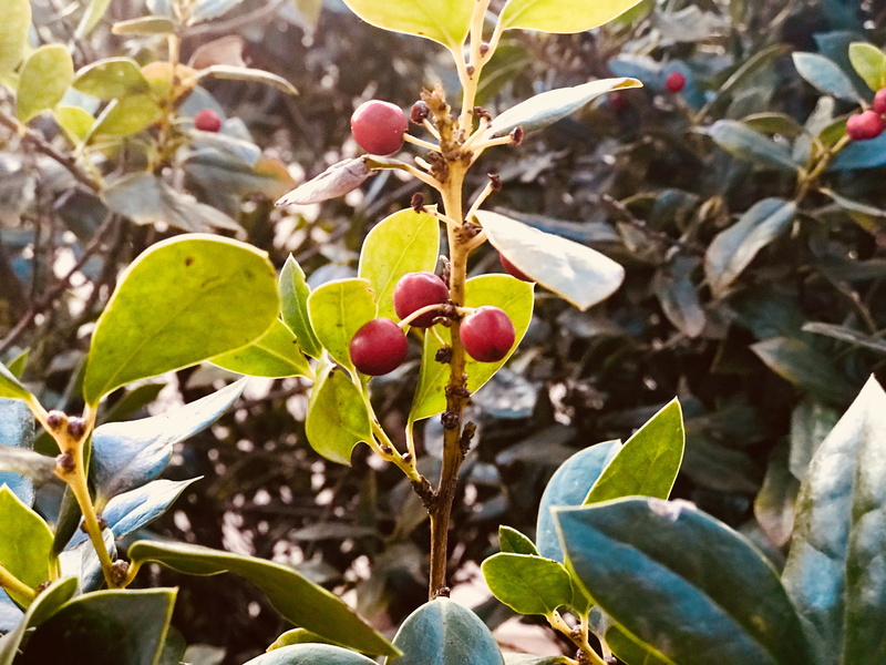 beauty in nature, tree, nature, plant, plant part, fruits, focus on foreground, outdoors, farm, freshness, colors, green color, focus, wellbeing, close-up