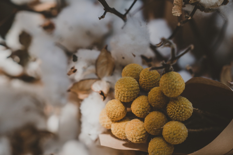 craspedium, yellow, closeup, still life, wellbeing, australia, white, day, beauty in nature, produce, ball, lychee, fruit, native, food, fruits, flora