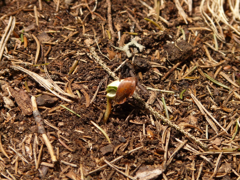 nature, animal, beechnut, high angle view, field, seed, focus on foreground, fagus sylvatica, insect, Grow, tree, land, food and drink, no people, Scion