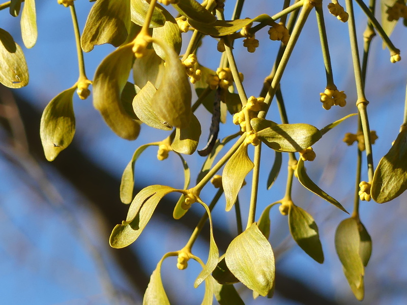 branch, plant, growth, tree, low angle view, Mistletoe, host plants, plant part, day, focus on foreground, leaf, Parasite Plant, fragility, 4K, Christmas
