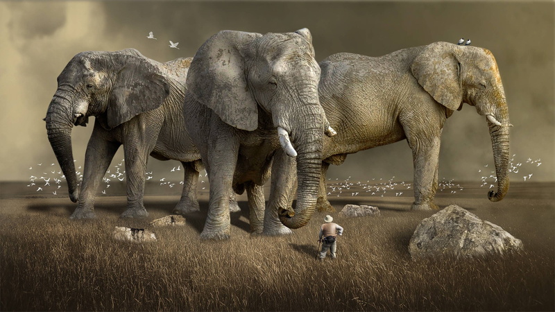 wild, water, animals in the wild, animal wildlife, no people, wildlife, field, day, elephant, standing, animal trunk, 2K, plant, vertebrate, herbivorous