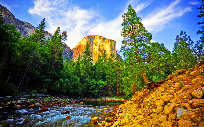 hd, wood, river, rock, 2K, shore, roots, background, pine