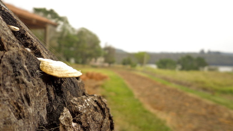 day, bark, wood, plant, tree trunk, clear sky, focus on foreground, wood - material, dirt, environment, copy space, outdoors, pine trees, 1080P, landscape
