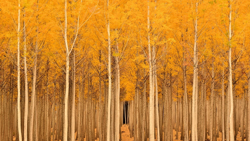 tree, textured effect, backgrounds, wood - material, nature, no people, fall, pine woodland, plant, forest, change, pine tree, landscape, full frame, yellow