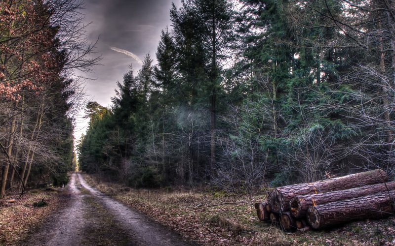 Wood, Trees, Forest, pine, lot, 1080P, Road, Autumn, tree