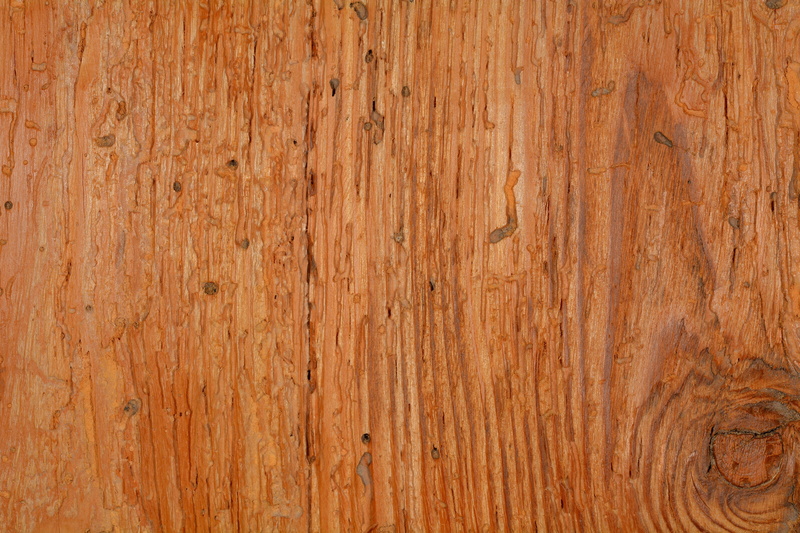 timber, hardwood floor, 5K, close-up, wood paneling, grain, textured, structure, pattern, wood, texture, wood grain, backgrounds, wooden, no people, wood - Material