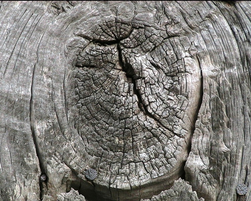 outdoors, rough, timber, trunk, pattern, wood, full frame, no people, 720P, knot, texture, natural pattern, close-up, tree trunk, tree, cracked, plant