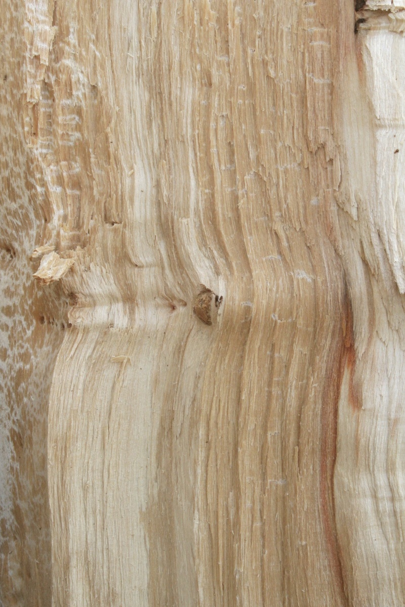 wood - material, indoors, birch, textured, background, nature, forest, 1080P, tree, close-up, full frame, wood grain, wood, tree trunk, brown, animal themes