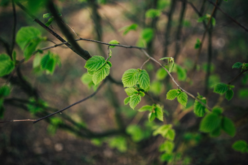 leaf, woodland, land, nature, vulnerability, green leaves, branch, twig, focus on foreground, flora, branches, freshness, no People, outdoors, fruit, buds