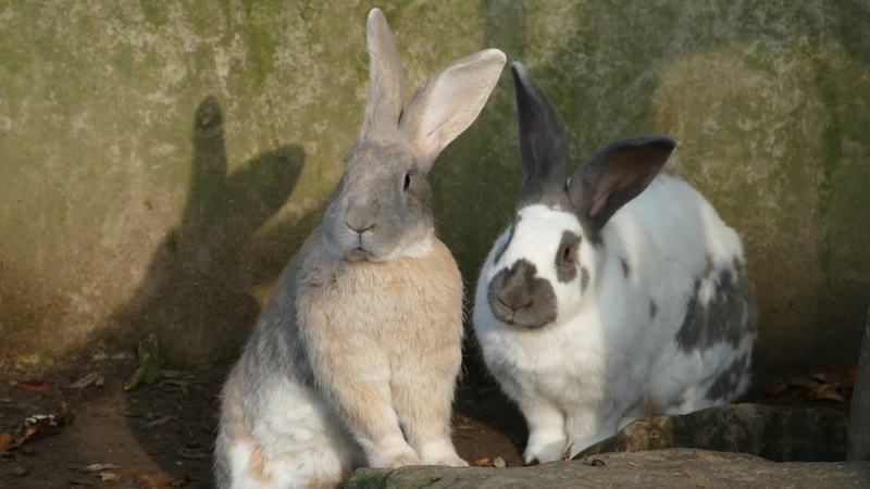 young animal, care, animal wildlife, rabbit, domestic animals, vertebrate, no people, bunny, animals, animal, animal world, langoor, animal family, sitting