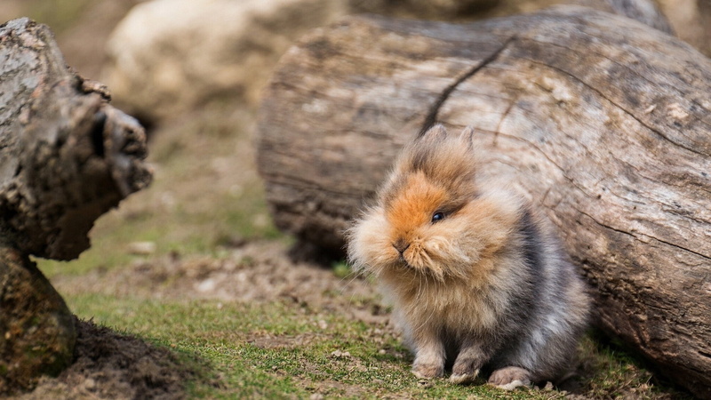 field, easter, nature, no people, fur, guinea pig, animal, portrait, animal wildlife, pomeranian, looking, land, cute, outdoors, rodent, day, rabbit, focus on foreground