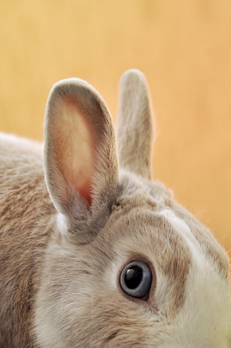 ear, fluffy, cute, animal, rodent, animal body part, animal eye, close-up, 4K, focus on foreground, animal head, rabbit - animal, vertebrate, mammal, animal themes