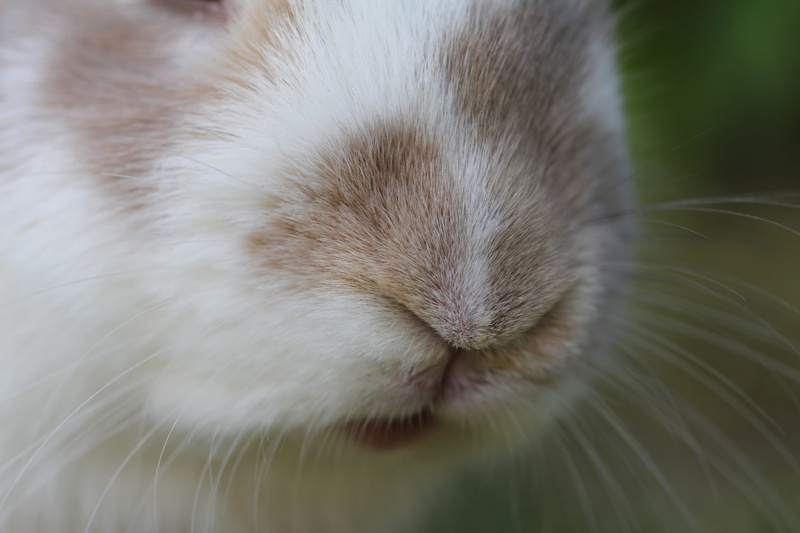 one animal, asleep, animal nose, hair, domestic animals, fur, hare, animal, rabbit, domestic, no people, furry, pests, sleeping, easter rabbit, whisker