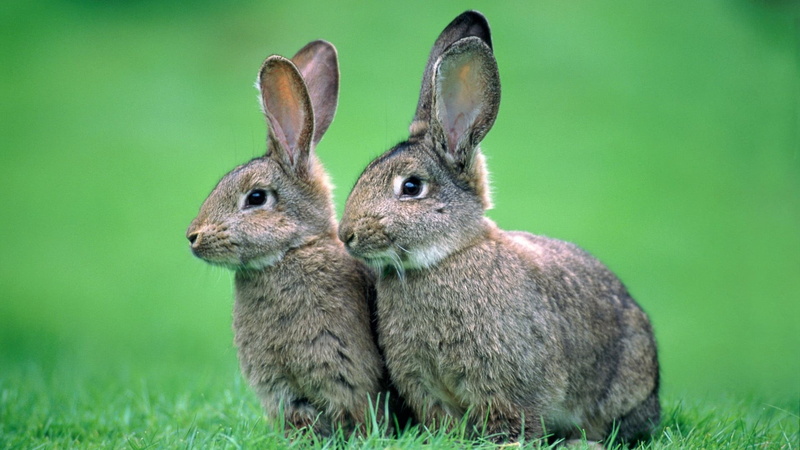animal themes, animal head, close-up, hare, nature, grass, field, animal ear, rodent, animal wildlife, mammal, animal, colored background, no people, domestic