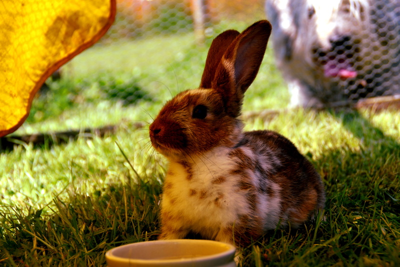 field, grass, day, mammal, vertebrate, animal wildlife, no people, nature, rabbit - Animal, springtime, pets, rabbit, outdoors, cute, fur, bunny, land