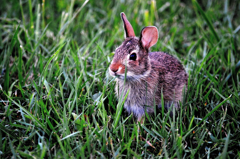 green color, rodent, 5K, focus on foreground, nature, hare, white, bunny, whisker, land, daytime, one animal, wildlife, mammal, animal themes, plant, outdoors