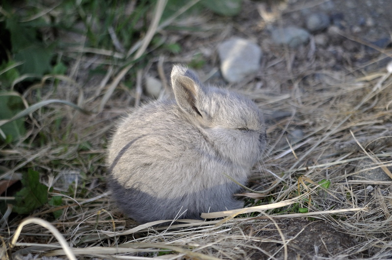 wild, plant, nature, pets, rabbit - Animal, cute, outdoors, hare, fluffy, one animal, small, high angle view, day, cute animals, rodent, vertebrate, field
