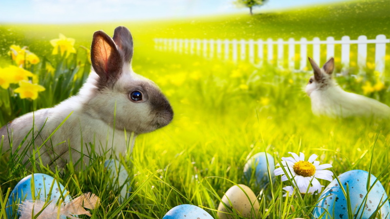 funny, ear, cute, one animal, easter, grass, fluffy, domestic, rabbit - animal, fur, springtime, bunny, celebration, furry, flower, mammal, easter egg