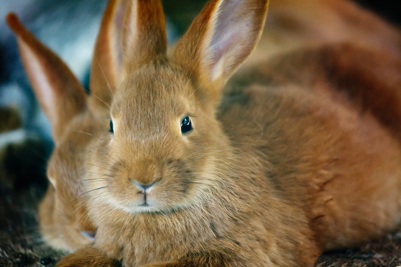 two, animal themes, vertebrate, animal body part, animal head, herbivorous, animal, fur, focus on foreground, animal eye, whisker, ears, no people, 1080P