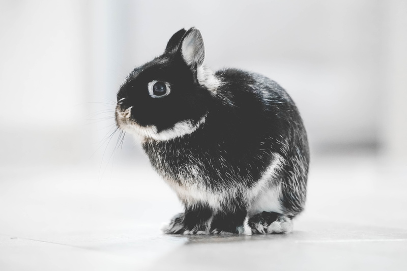 fluffy, white, rodent, domestic cat, furry, close-up, easter, animal themes, domestic, profile view, black and white, looking, feline, Bunny, vertebrate