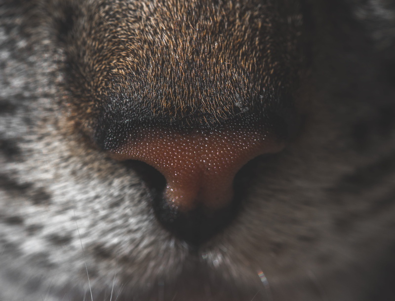 animal, selective focus, close-up, cheetah, one animal, domestic, pets, animal head, animal themes, domestic animals, snout, pet, whisker, vertebrate, no people