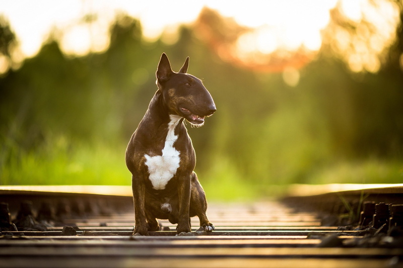 Marron, Perro, 2K, pitbull